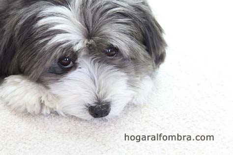 Alfombras y mascotas | Hogar Alfombra